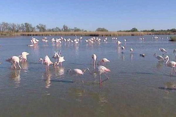 Démission du président du Parc National de Camargue