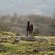 Réputé pour sa robustesse, le cheval d'Auvergne a disparu dans les années 90.