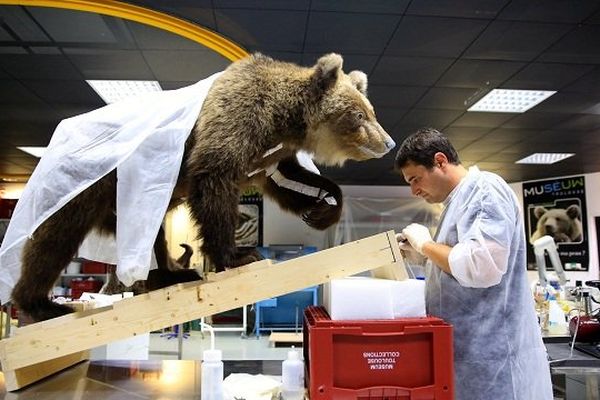 Préparation de l'ourse Cannelle