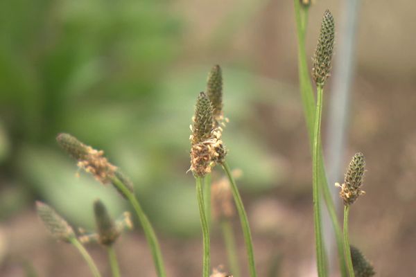 30% des Français subissent des allergies aux pollens.