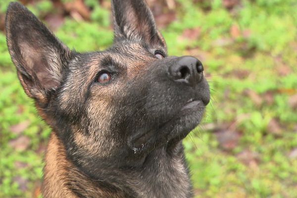 Oméga a intégré les rangs de la brigade canine de Grenoble en septembre.