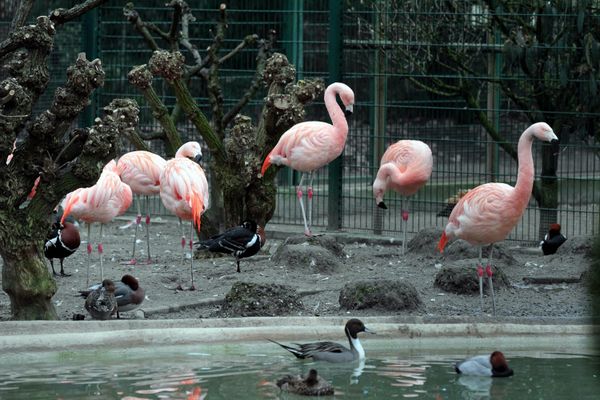 Les animaux du zoo de l'Orangerie