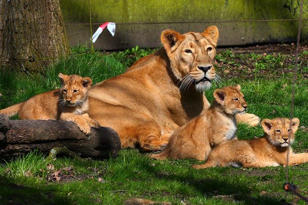 Une lionne du zoo de Planckendael et ses petits (avril 2016).