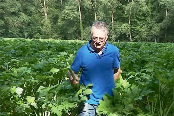 Pierre Thonnard est producteur d'angélique dans le Marais Poitevin