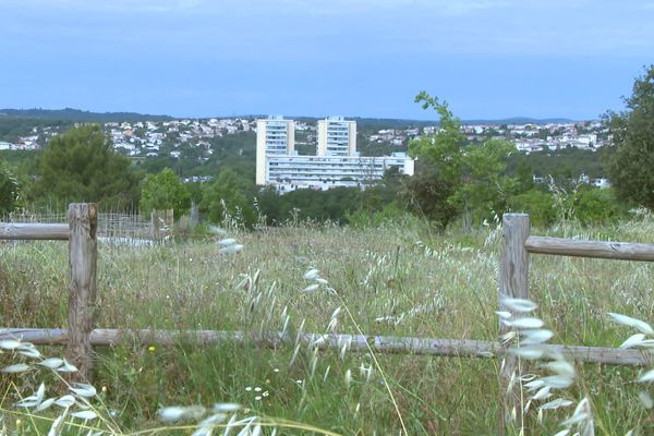 Au Nord de Montpellier, le poumon vert du quartier Malbosc est menacé par la construction de logements, les habitants se mobilisent en mai 2023.