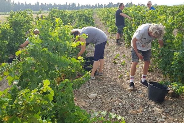 Illustration.Vendanges 2018 à Fitou, dans l'Aude.