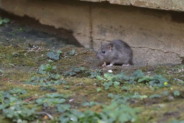 Un rat a été aperçu ce jeudi 17 novembre à l'école maternelle Albert-Camus, à Besançon.