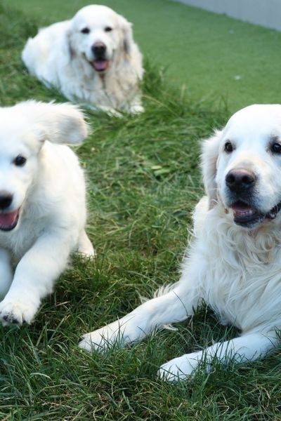 Les chiens peuvent développer du stress face aux bruits.