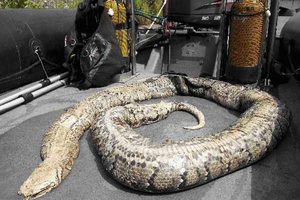 Le serpent repêché début juillet dans la Seine.