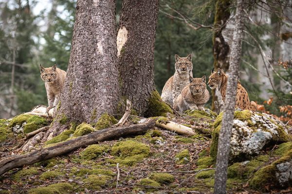 Ce cliché restera pour la photographe un moment absolument bouleversant d'émotion. Le père de famille est venu présenter ses trois petits très curieux. Totalement immobile, ce sont eux qui sont venus vers elle, preuve d'une totale acceptation de sa discrète présence.