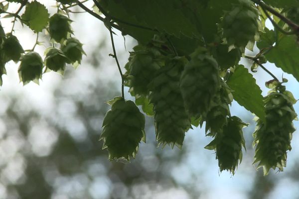 La pluie et le soleil ont permis la pousse de fleurs gorgées de résine.