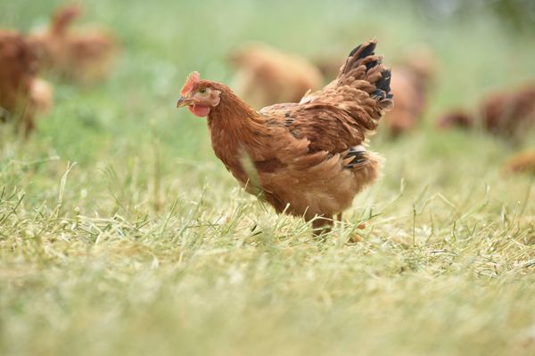 Des poules "hors la loi" qui picorent en pleine nature.