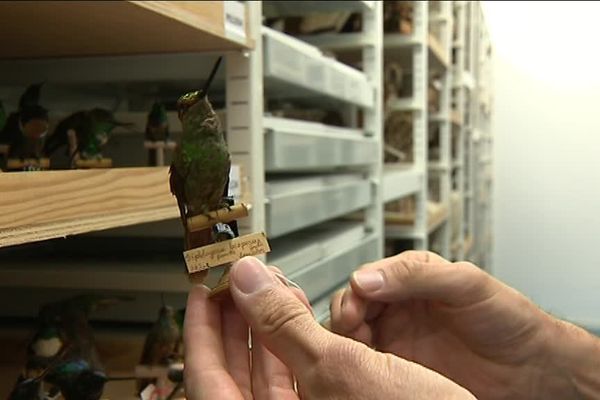 La collection de colibris dans les réserves du musée des confluences