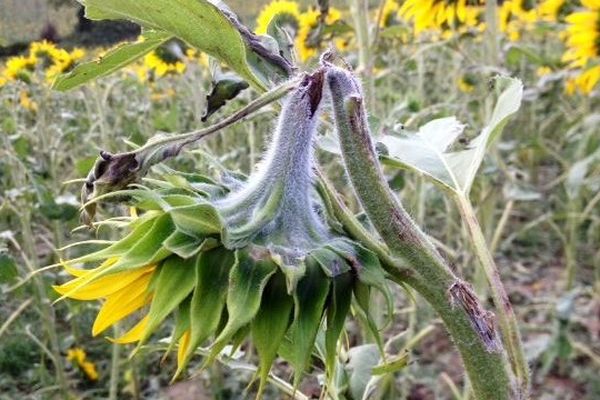 La grêle a sectionné les tiges des tournesols, rendant impossible le développement des fleurs