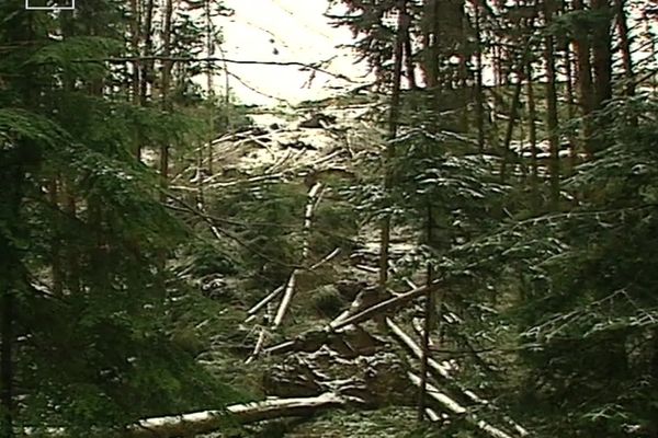 L'arboretum de la Jonchère a été fortement endommagé par la tempête du siècle de 1999.