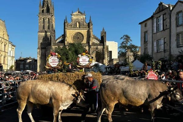 Fête des bœufs gras à Bazas - Gironde -2023