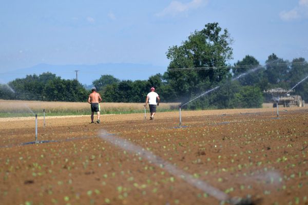 Travail illégal dans les champs