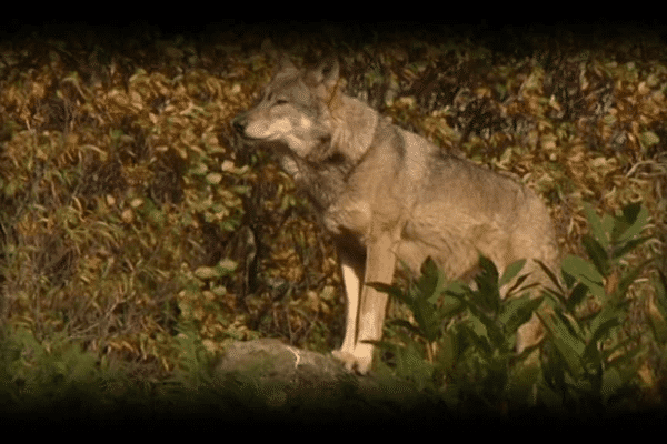 La dernière région de France habitée par des loups était le Limousin, dans l'entre deux guerres