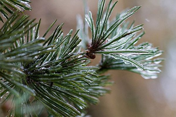 Fraîcheur et rosée matinale pour les quatre prochains jours