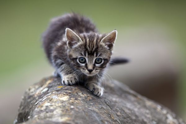 Oise Un Chaton Parcourt 6 Km Coince Dans Le Moteur D Une Voiture