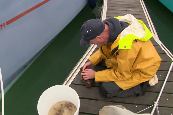 À la Rochelle, des scientifiques surveillent la biodiversité locale dans le port.