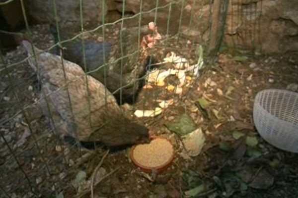 Noiraude et Grisette donnent des oeufs frais presque tous les jours en échange d'un coin de jardin, de quelques graines et de tous les déchets organique de la famille - 4/01/2015