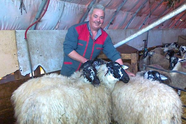 Quatre de ses brebis feront le chemin avec lui à Paris pour le salon de l'agriculture