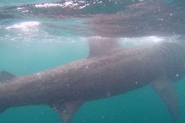 L'un des requins observé par Charlie au large du Guilvinec