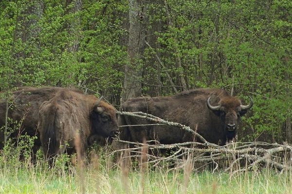 Le bison d'Europe est à ne pas confondre avec le bison américain (Bison bison). 