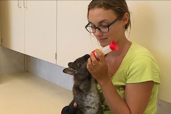 Les soigneurs sont au chevet de Skippy le petit wallaby orphelin