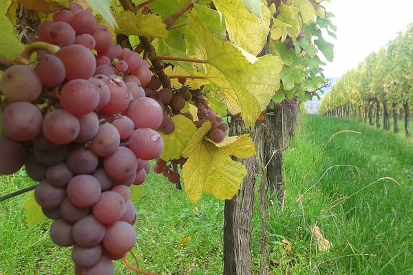 Chez certains vignerons les vendanges sont à l'arrêt