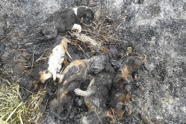 Les petits chiots ont été retrouvés dans une forêt non loin de Pontarlier (Doubs)