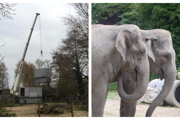 Ces deux rescapées du cirque vont partir pour la Belgique début décembre