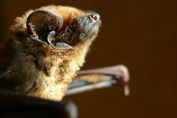 Sur la Côte de l'étang à Voutenay-sur-Cure, les chauves-souris, déjà protégées, pourraient l'être encore plus.