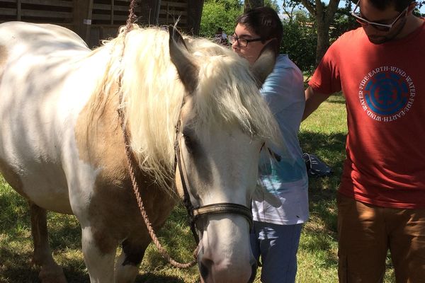 Pendant deux jours, les participants peuvent pratiquer des activités équestres adaptées notamment le soin aux chevaux 