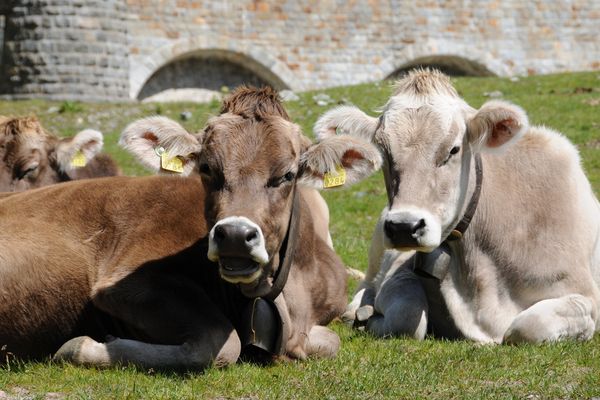 Un projet de recherche français ambitionne de réduire de 15 à 30 % les émissions de méthane que rejettent les vaches en abondance dans l'atmosphère pour lutter contre le réchauffement climatique