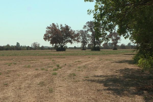 Plaine de la Crau : des prairies sont entièrement brûlées par le soleil