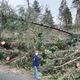 Le maire de Saint-Patrice-de-Claids Jean Luc Launey en plein désarroi devant la forêt communale dévastée.