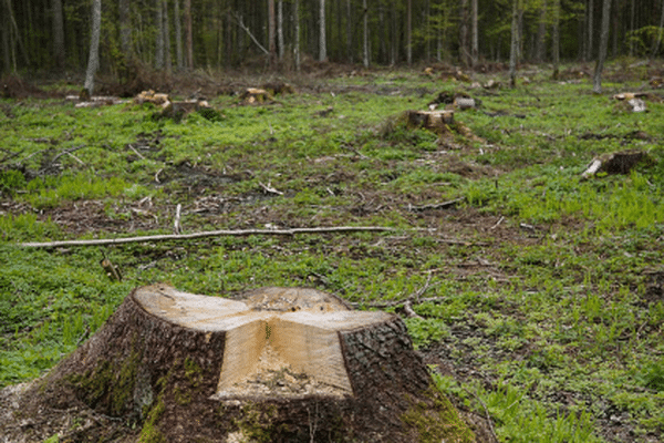 Le douglas fait beaucoup parler mais il ne représente que 15 % des arbres en Limousin