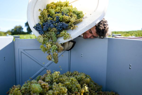 Session de vendanges au domaine de Jean-François Ganevat, en 2018 à Rotalier.