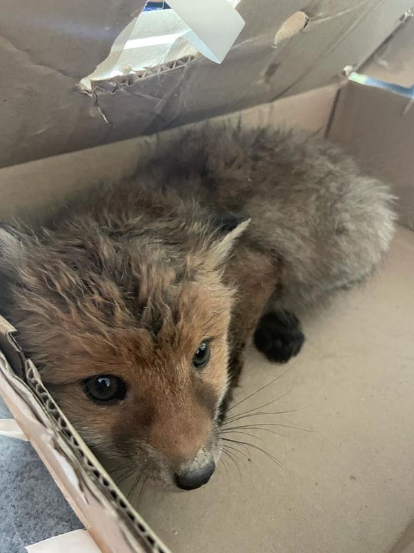 Video Haute Savoie Il Sauve Un Bebe Renard Et Se Fait Engueuler Par Le Veterinaire