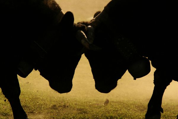 Les vaches sont-elles racistes ?