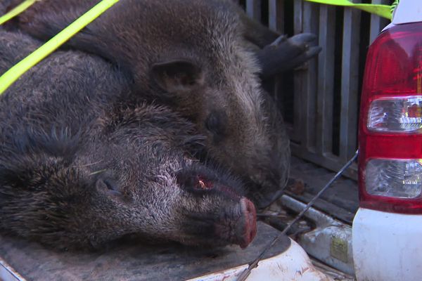 Les sangliers saccagent les jardins et s'approchent trop près des maisons, une battue organisée en pleine ville