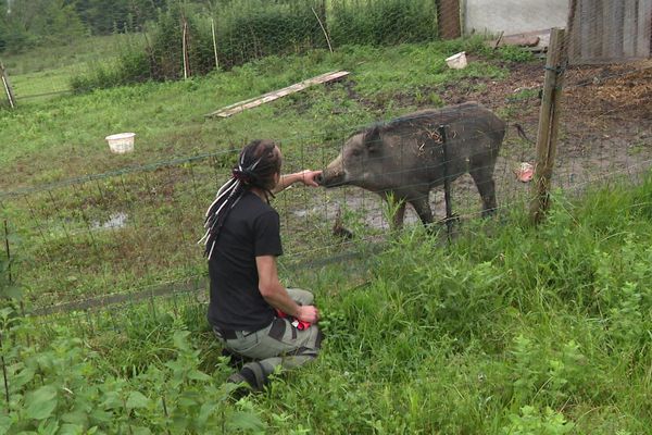 A Saint-Vallier, en Charente, William Lenoir, le gérant du sanctuaire Little Phoenix héberge des animaux maltraités ou destinés à l'abattoir.