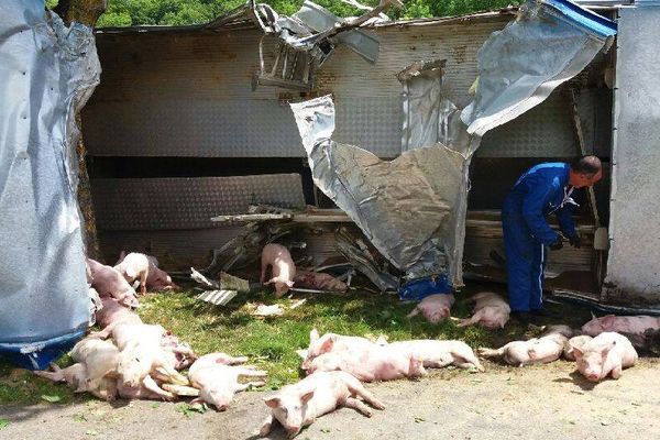 Plusieurs porcelets ont été tués dans l'accident