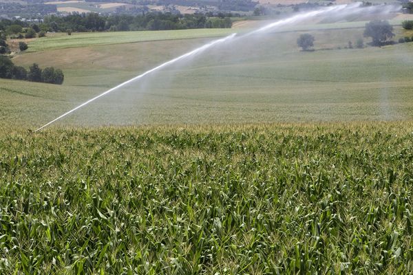 En floraison en été, le maïs a besoin de beaucoup d'eau, surtout pendant la canicule. Photo d'illustration.