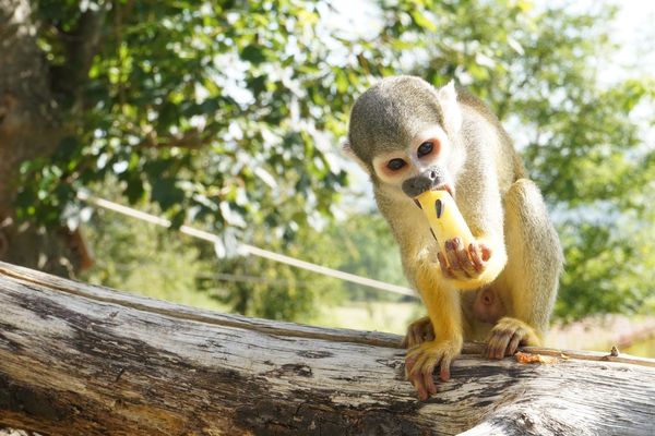 Le Parc animalier d'Auvergne dépense chaque mois 5000 euros pour nourrir ses animaux.