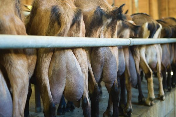 Le Poitou-Charentes, première région de France pour la production de lait de chèvre