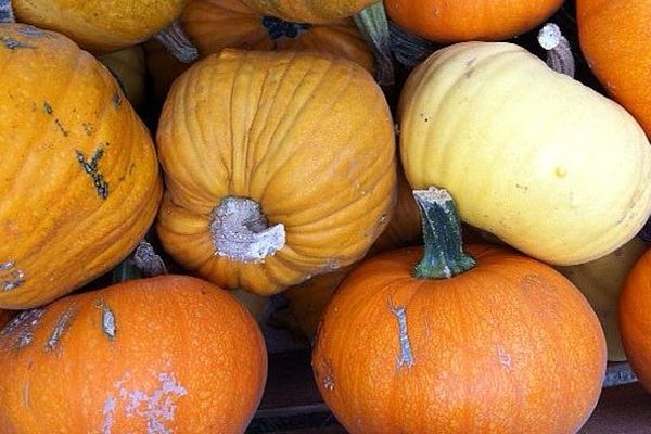 La fête de la courge à Saint-Jean de Védas 