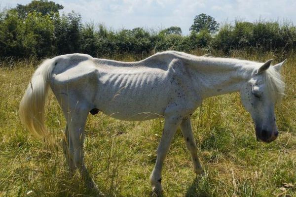 L'association Stéphane Lamart a reçu un signalement, le 26 juin 2024, concernant un cheval abandonné sur la commune de Val d’Arry (Calvados).